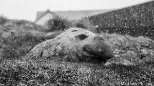 Elephant seal 